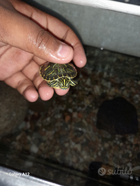 Tartaruga (trachemys scripta)