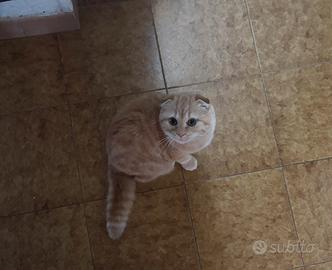 Gatto femmina scollish fold