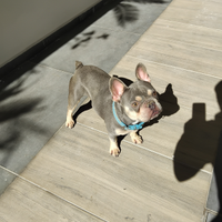 Bulldog francese esotico per accoppiamento