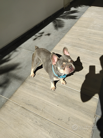 Bulldog francese esotico per accoppiamento