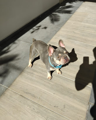 Bulldog francese esotico per accoppiamento