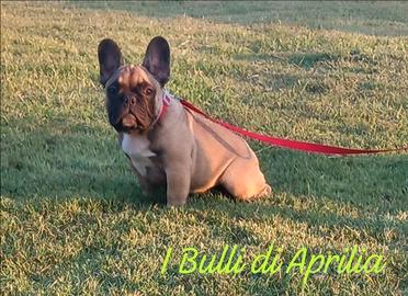 Bulldog francese