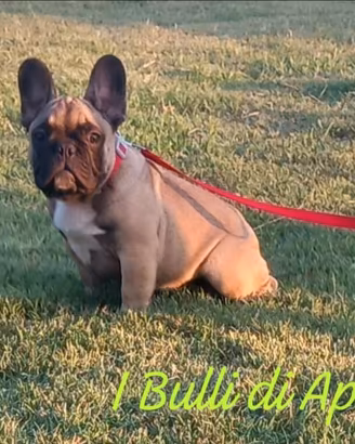 Bulldog francese
