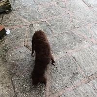 Lagotto springer femmina 18 mesi