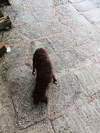 Lagotto springer femmina 18 mesi