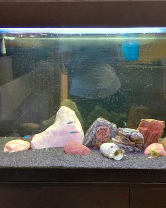Acquario completo misure 80x30xh40