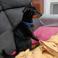 Cucciolo zwerpinscher
