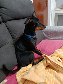 Cucciolo zwerpinscher