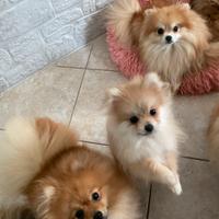 Spitz nano di Pomerania miniatura