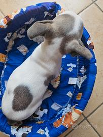 Bulldog Francese colore esotico