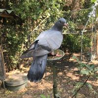 Piccioni francesi addestrati