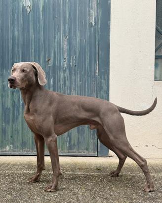 Weimaraner Disponibile per Monta