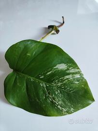 talea Albo variegata Monstera C