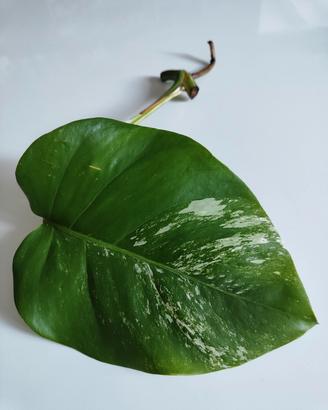 talea Albo variegata Monstera C