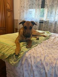 Cane giovane Malinois pitbull maschio