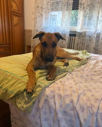 Cane giovane Malinois pitbull maschio