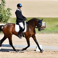 Cavallo da Dressage