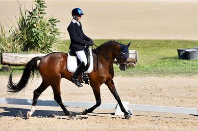 Cavallo da Dressage