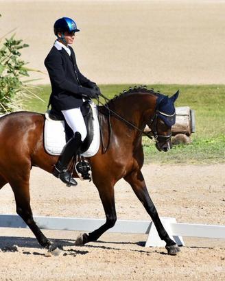 Cavallo da Dressage