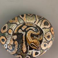 Sasso dipinto a mano-il serpente.