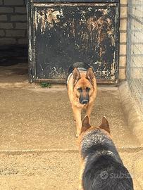 Coppia pastore tedesco