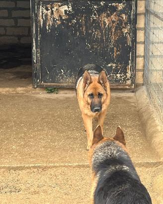 Coppia pastore tedesco