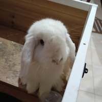 Coniglio ariete nano