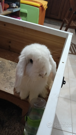 Coniglio ariete nano