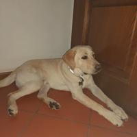 Labrador retrieval maschio