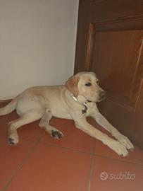 Labrador retrieval maschio