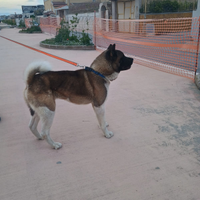Akita americano maschio di tre anni