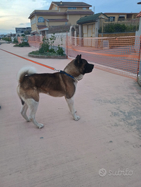 Akita americano maschio di tre anni