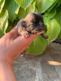Chihuahua