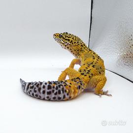 Geco leopardino