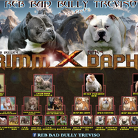American bully pocket