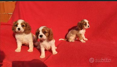 Cavalier king
