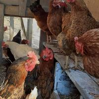 Galline varie razze per esubero
