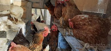 Galline varie razze per esubero