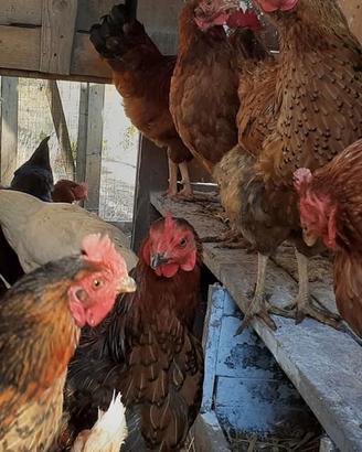 Galline varie razze per esubero