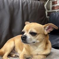 Chihuahua maschio per monta