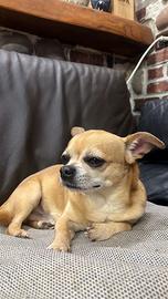 Chihuahua maschio per monta