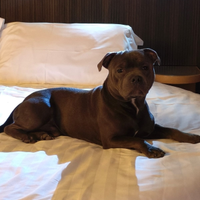 Staffordshire bull terrier monta