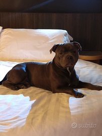 Staffordshire bull terrier monta