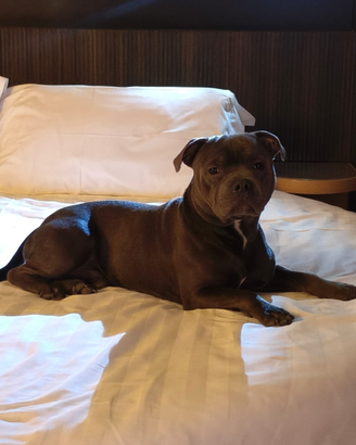 Staffordshire bull terrier monta