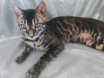 Splendido Gattino Bengala Maschietto 