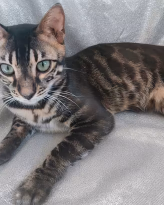 Splendido Gattino Bengala Maschietto 