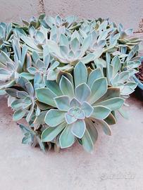 echeveria in vaso 