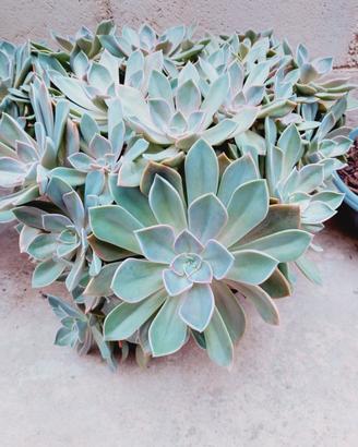 echeveria in vaso 