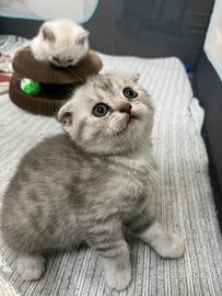Cuccioli scottish fold e straight