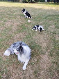 Border collie blue merle con pedigree